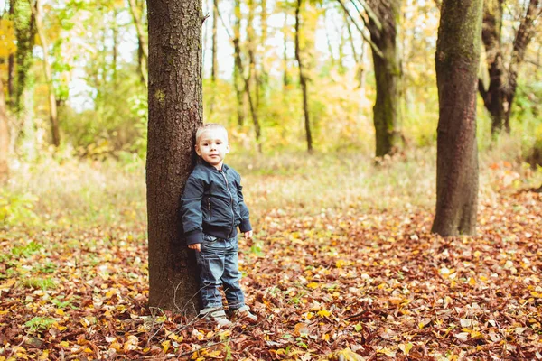 Μικρό αγόρι περπάτημα στο δάσος του φθινοπώρου — Φωτογραφία Αρχείου