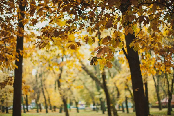 Höst i parken — Stockfoto