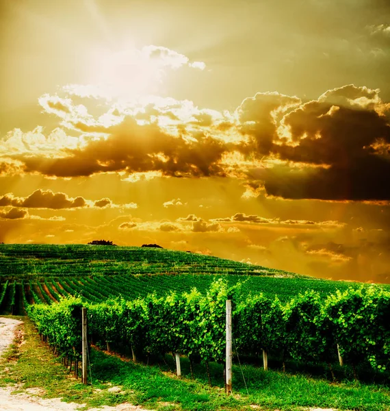 Виноградники на закате — стоковое фото