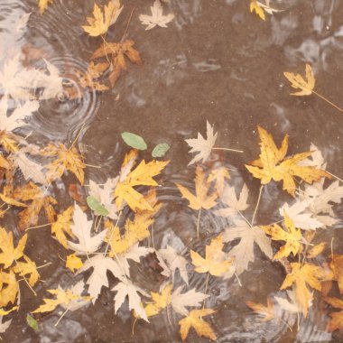 akçaağaç yaprağı suyu