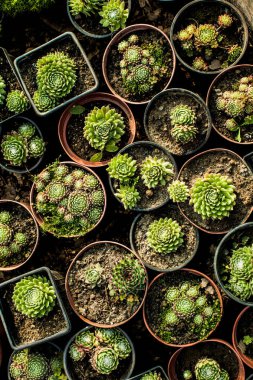 Succulents Satılık