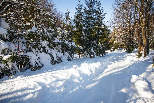 Zonnige winter park — Stockfoto