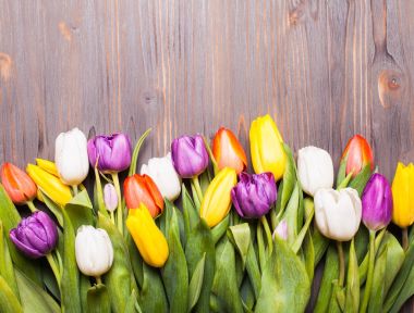 Renk laleler yönetim kurulu