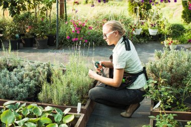 Bir tencerede kesme fidan