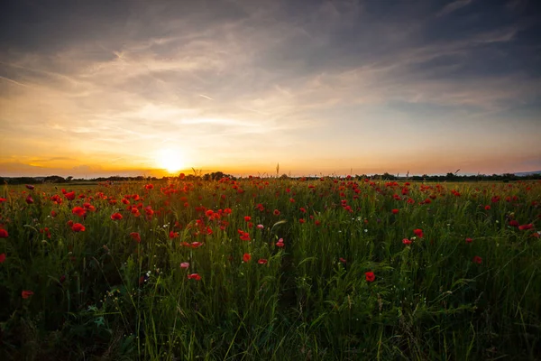 Poppy fields on sunset — Stock Photo, Image