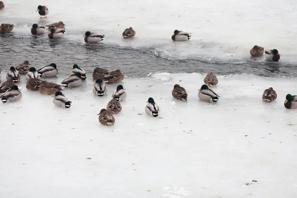 Lebensentchen im Winter — Stockfoto