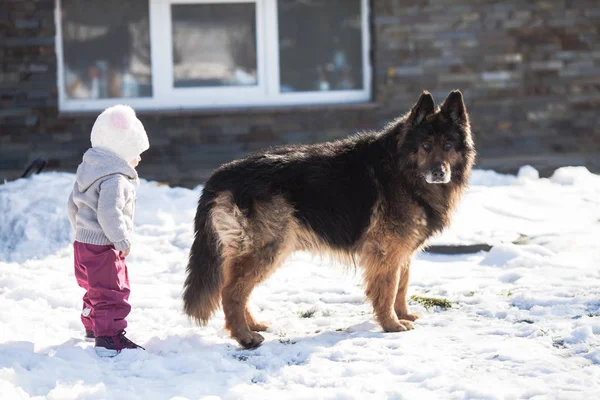 Menina encontra um cão no passeio de inverno — Fotografia de Stock