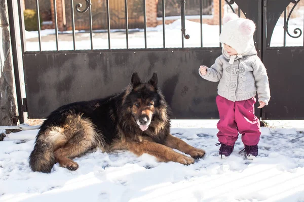 Menina encontra um cão no passeio de inverno — Fotografia de Stock