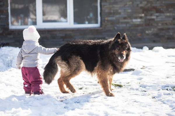 女の子は冬の散歩に犬を満たしています。 — ストック写真