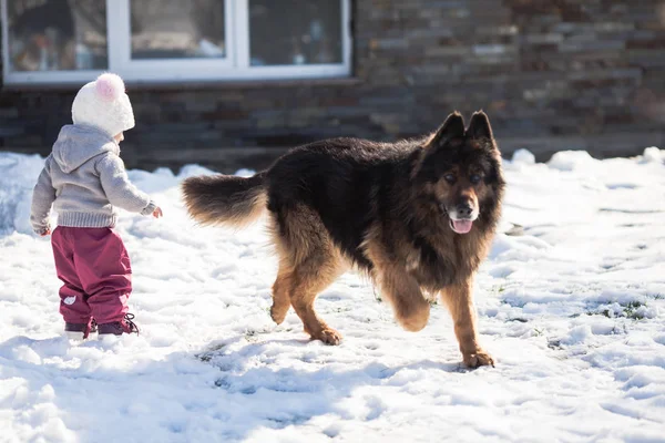 女の子は冬の散歩に犬を満たしています。 — ストック写真