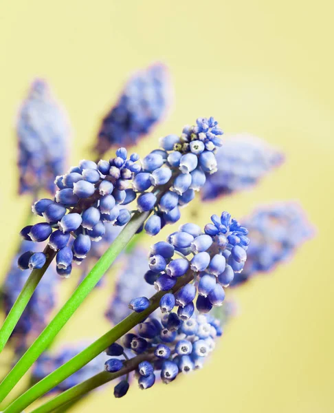 Wonderful muskari bokeh flower — Stock Photo, Image