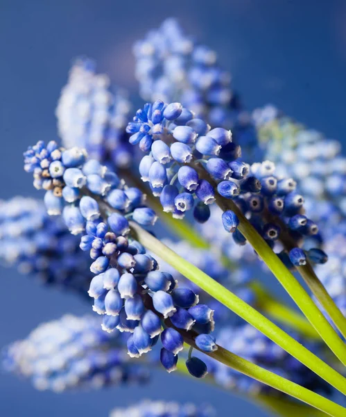 Maravilhosa flor de bokeh muskari — Fotografia de Stock