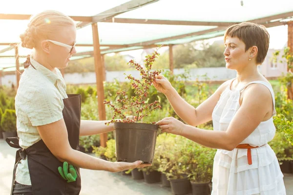 Çiçekçi Çiçek bir tencerede gösteren