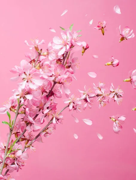 Jarní květ exploze — Stock fotografie