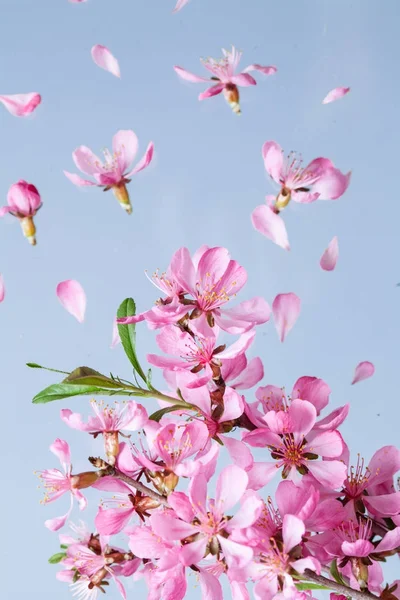 Spring blossom explosion — Stock Photo, Image