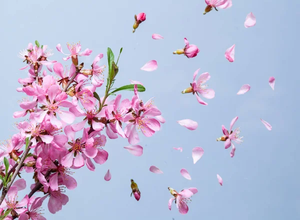 Lente bloesem explosie — Stockfoto