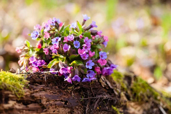 Marys tears plant — Stock Photo, Image