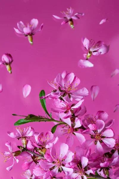 Wiosna kwiat wybuchu — Zdjęcie stockowe