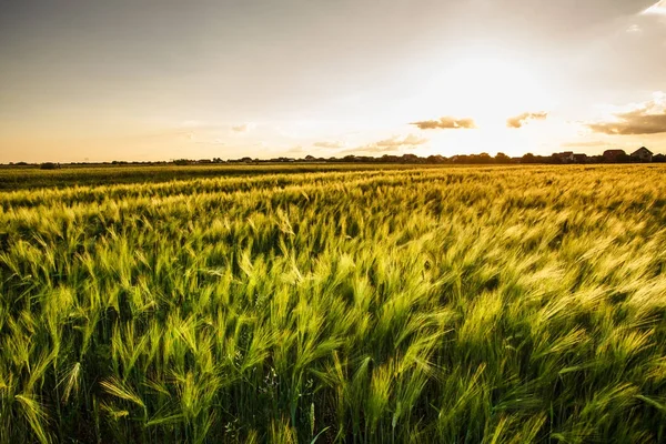 Пшеничне поле влітку — стокове фото