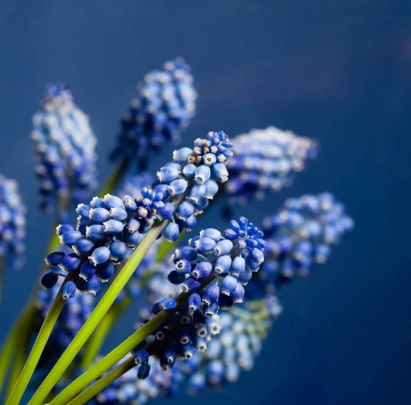 Fantastiskt muskari bokeh blomma — Stockfoto