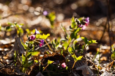 Marys gözyaşları bitki