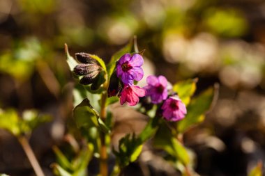 Marys gözyaşları bitki