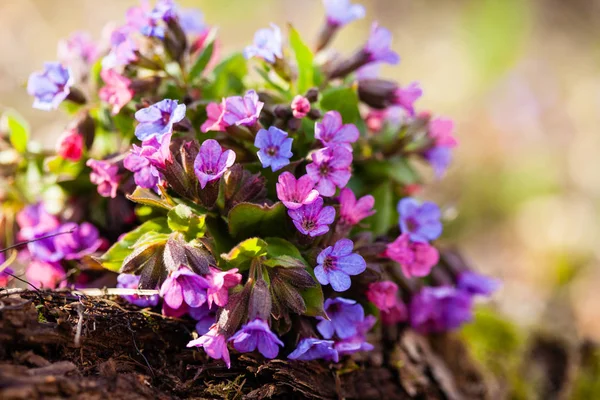 Marys tears plant — Stock Photo, Image