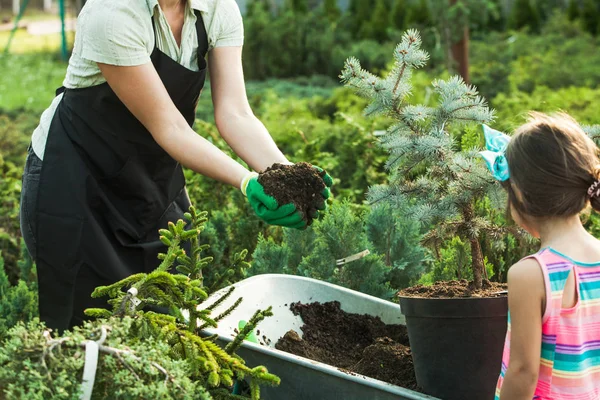 Vrouw die werkt met zaailingen — Stockfoto