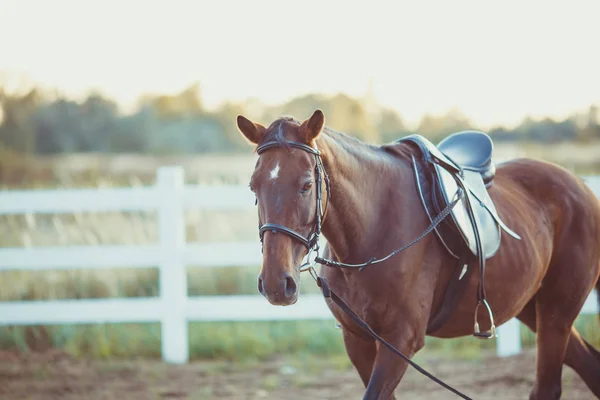 Horse on the farm — Stock Photo, Image