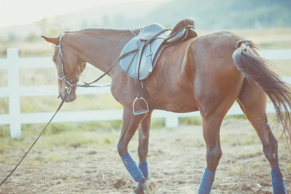 Horse on the farm — Stock Photo, Image