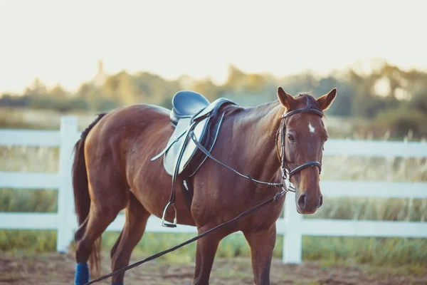 Horse on the farm — Stock Photo, Image