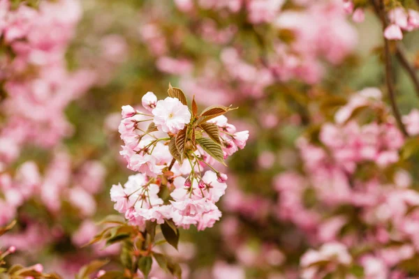 Sakura blossom branch — Stock Photo, Image