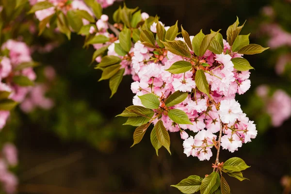 Sakura větev květ — Stock fotografie