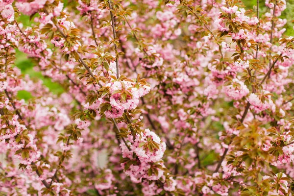 Sakura kwiat oddział — Zdjęcie stockowe