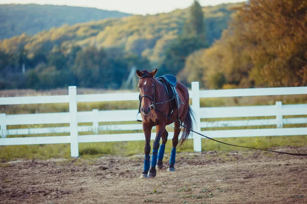 Horse on the farm — Stock Photo, Image