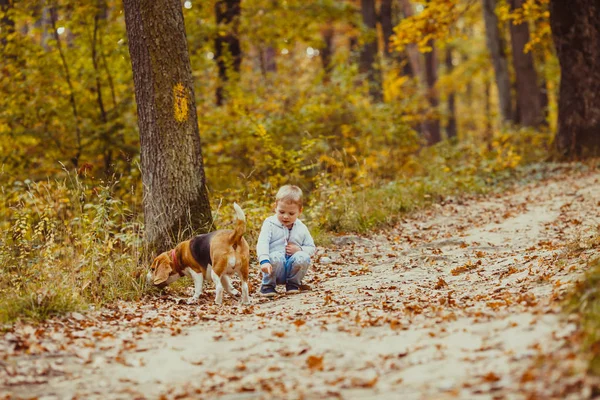 Menino com beagle — Fotografia de Stock