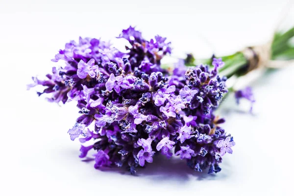 Lavendel bos dicht omhoog — Stockfoto