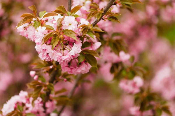 桜の花の枝 — ストック写真