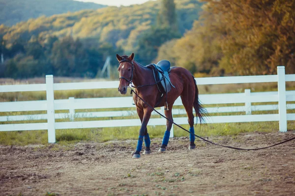 Horse on the farm — Stock Photo, Image