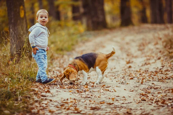Beagle fiú — Stock Fotó
