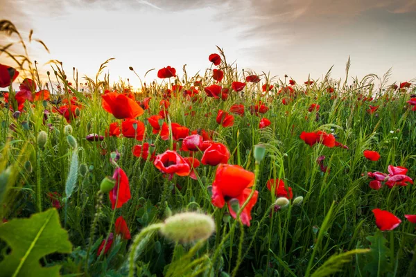 Poppy fields on sunset — Stock Photo, Image