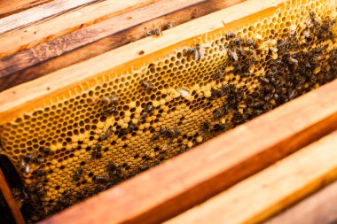 Adam meşgul apiculture