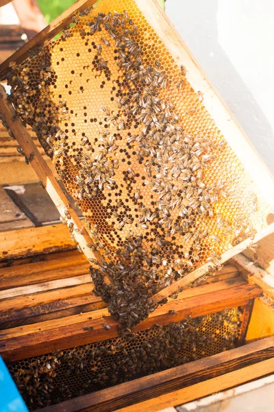 Adam meşgul apiculture — Stok fotoğraf