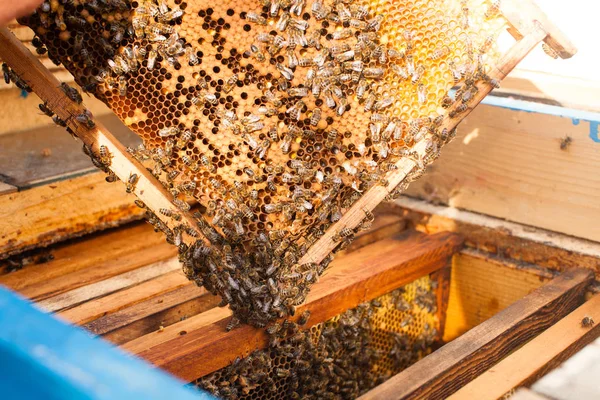 L'uomo si occupa di apicoltura — Foto Stock