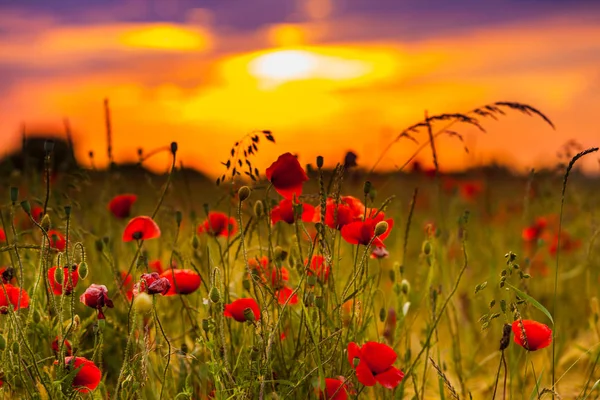 Wheat field with poppies — Stock Photo, Image