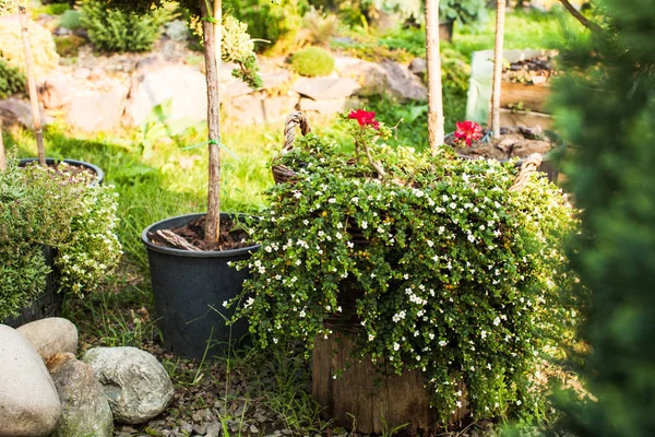 Composição das plantas — Fotografia de Stock