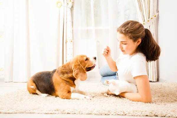 La chica está jugando con sus mascotas — Foto de Stock