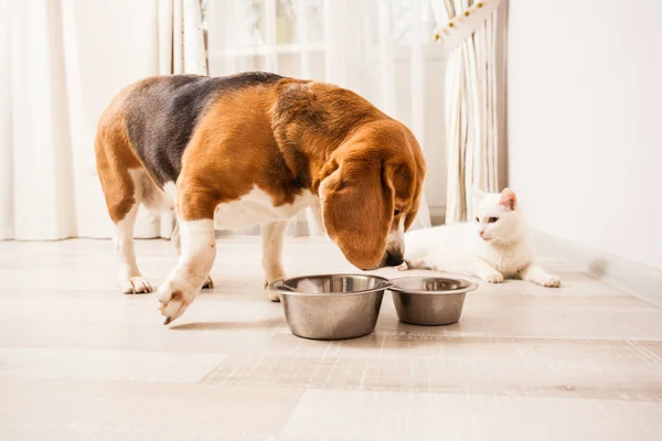 El perro quiere probar la comida —  Fotos de Stock