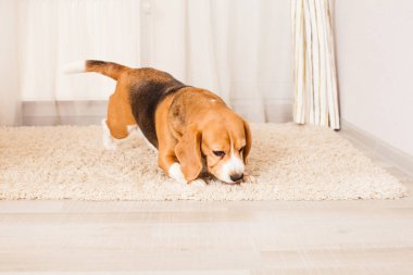 Beagle bir şey dolanıyor