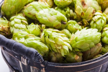 Taze yeşil hop koniler